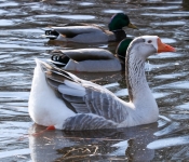 2019 03 17 Veterns MemorialPark 011